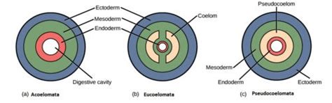 Animal Classification: Basis, Principles, Importance of Classification and Rules of Binomial ...