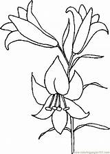 Lily coloring pages To Download And Print For Free sketch template