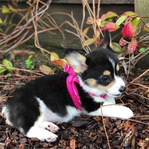 Mini Female Akc Corgi Puppies | Fluffy &Tri Color Corgi | Merle Corgi for Sale in 2020 | Corgi ...