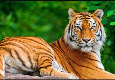 In the land of tigers by sreekesh puthuvassery ~ Baratheeyam