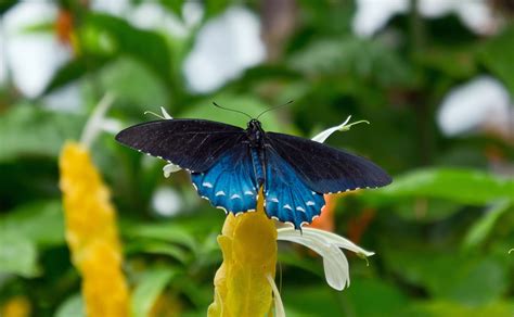 Butterfly at Phipps conservatory Pittsburgh | Phipps conservatory ...