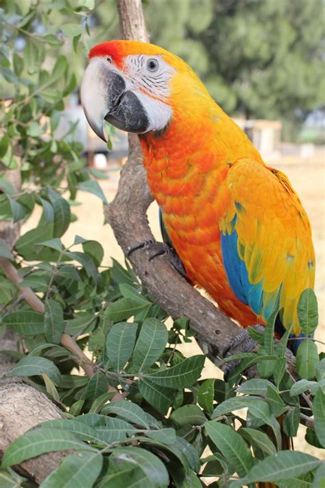 Camelot Macaws - Product of a Scarlet and Catalina Macaw | Pet birds ...