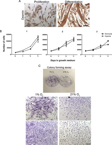 Myoblast purity and proliferation rate. The purity of the isolated ...