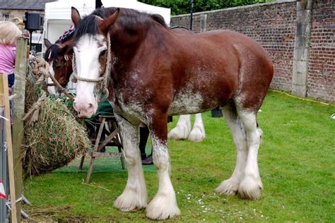 Shire Horse vs Clydesdale Horse Breeds - Smarter Horse