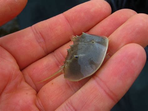 Nature on the Edge of New York City: Baby Horseshoe Crab in Lower New York Bay