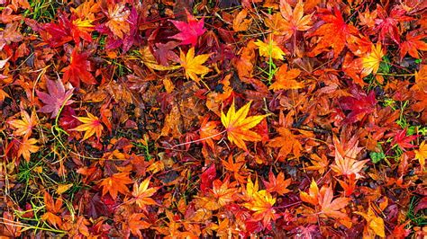 Desktop Fall Leaves Wallpaper