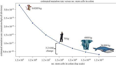 Solutions to Peto's paradox revealed by mathematical modelling and ...