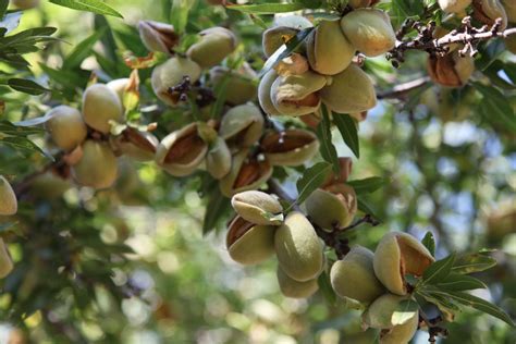 No Summer: Hand Harvesting Almonds