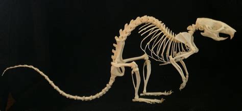 Rat skeleton | Animal skeletons, Animal bones, Skeleton