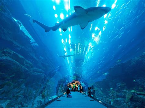 Dubai Aquarium and Underwater Zoo, Dubai, United Arab Emirates ...