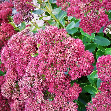 Autumn Joy Sedum For Sale Online | The Tree Center