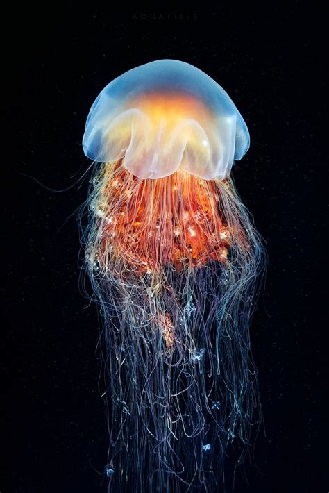 Lion's Mane Jellyfish : r/S10wallpapers