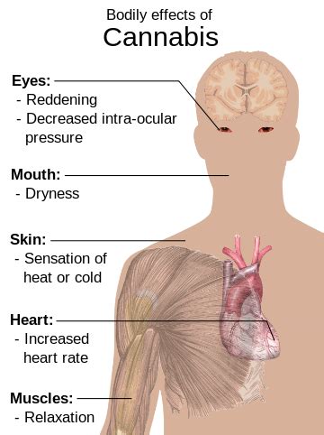 Cannabis (drug) - Wikipedia