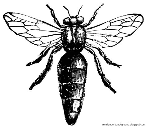 Bee Scientific Drawing at GetDrawings | Free download