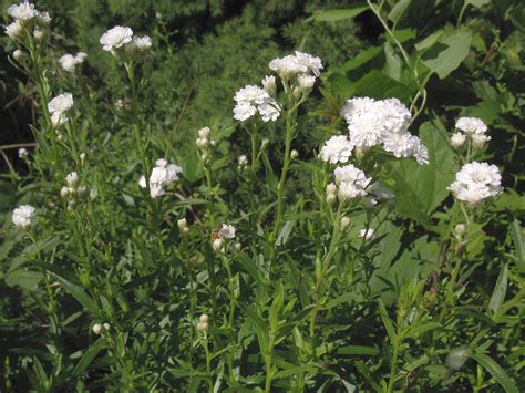 Achillea ptarmica (pearl yarrow): Go Botany