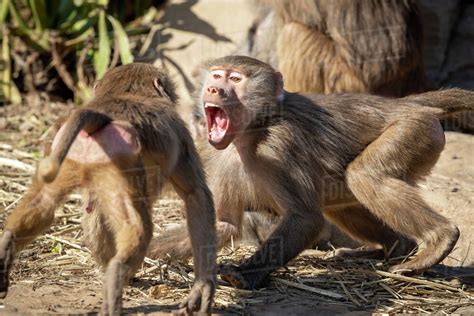 Two adolescent Hamadryas Baboons playfully fighting - Stock Photo - Dissolve