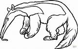 Anteater Coloring Pages Kids Color Alligator Printable Para Colorir  sketch template