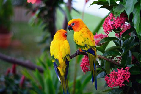 Exotic Birds: 20 Beautiful Birds You Won't Believe Can Be This Colorful