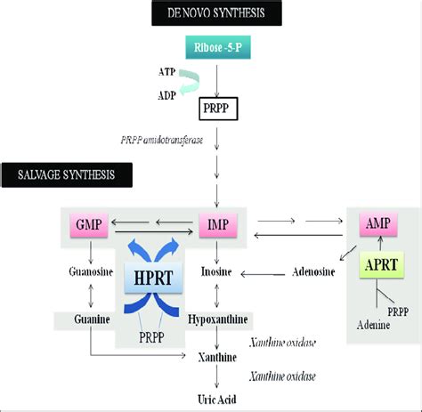 Purine Synthesis Salvage Pathway