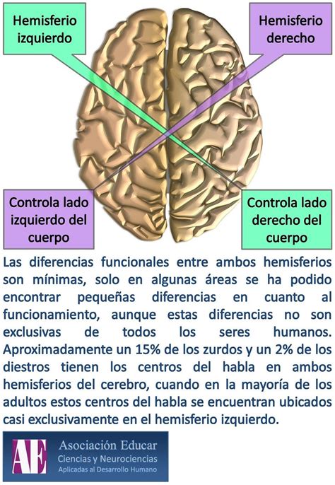 Modelo De Los Hemisferios Cerebrales Download Scientific Diagram ...