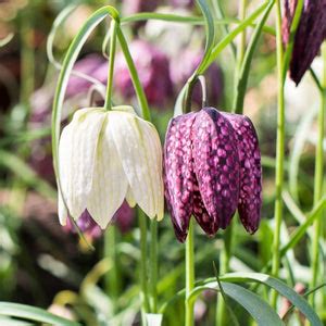 Fritillaria Planting Guide – Easy To Grow Bulbs