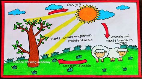 oxygen cycle drawing easy and simple steps | poster | science project ...