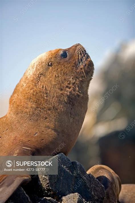 South American Sea Lion or Southern Sea Lion, Male standing on Rocks ...