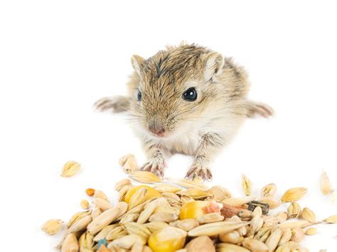 What Do Gerbils Eat? | Gerbil Food | Gerbils | Guide | Omlet UK