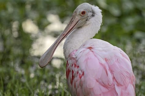 Roseate Spoonbill