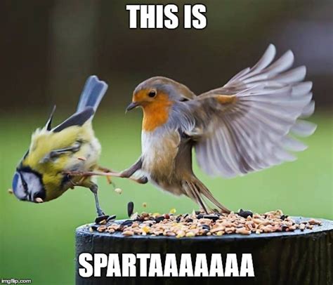 This is Sparta - Imgflip