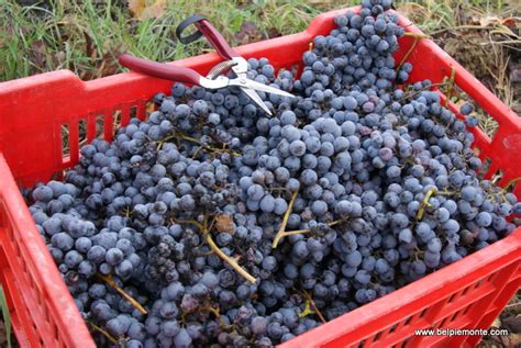 Nebbiolo harvest