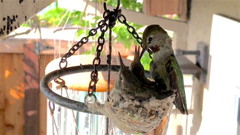 Hummingbird nest cam - 4/21/21 4k video of baby hummingbirds in nest on ...