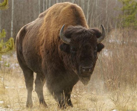 Canadian Wildlife Federation: North American Bison