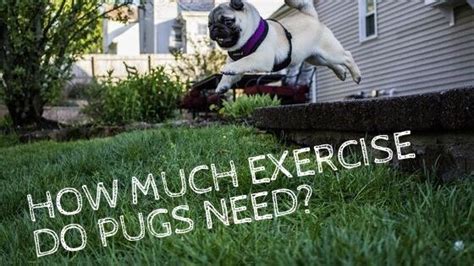 Pug Exercise - How Much Exercise Do Pugs Need? | Lucky Pug