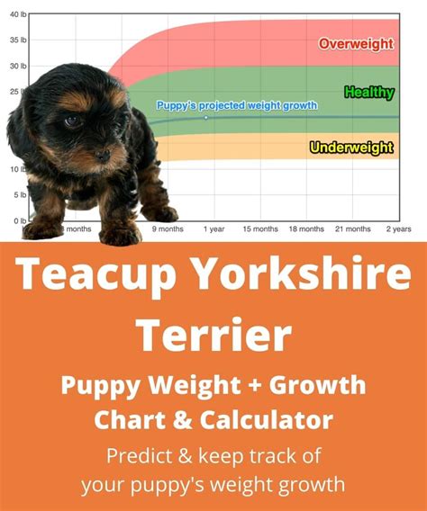 Teacup Yorkshire Terrier Weight+Growth Chart 2024 - How Heavy Will My ...