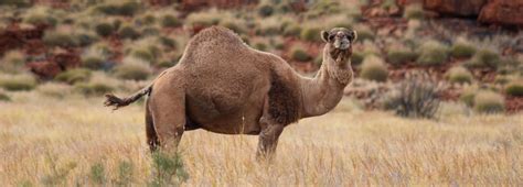 ‘There is no camel community for Australia’s camels’