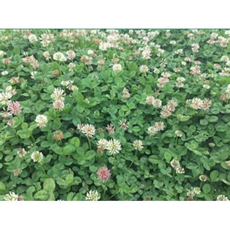 Renovation White Clover Seed - 1 Lb. - Walmart.com - Walmart.com