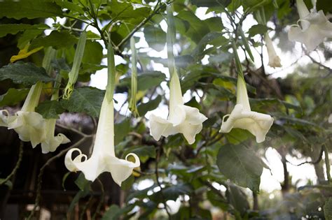 How to Grow Angel's Trumpet Indoors