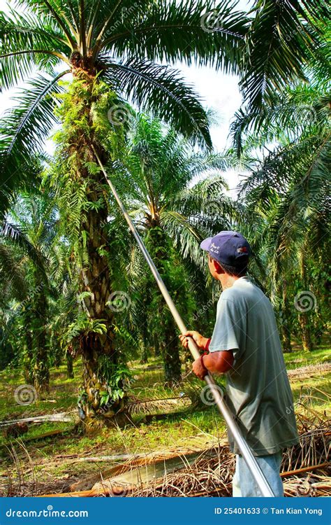 Oil Palm Harvesting Editorial Stock Photo - Image: 25401633