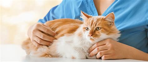 Neutrophilic Cholangitis in Cats | Today's Veterinary Practice