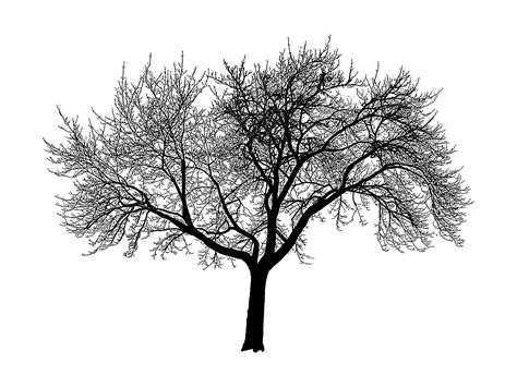 Tree Silhouette Background wallpaper | 2048x1536 | #32244
