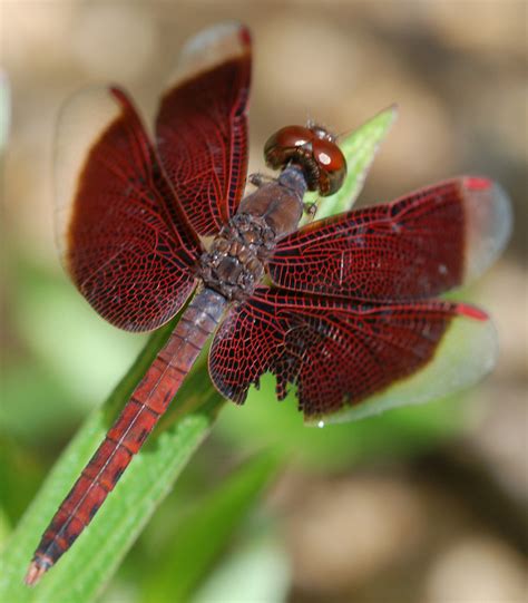 Burgundy Dragonfly | Burgundy Dragonfly resting on a leaf. T… | Flickr