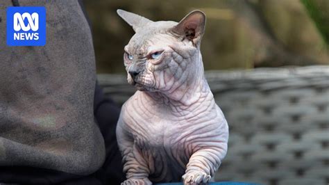 XL Bully cat trend raises concerns over selective breeding practices in the US and UK | News ...