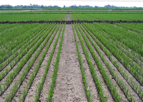 Rains challenge even Mississippi rice fields | Page 2 | Mississippi ...