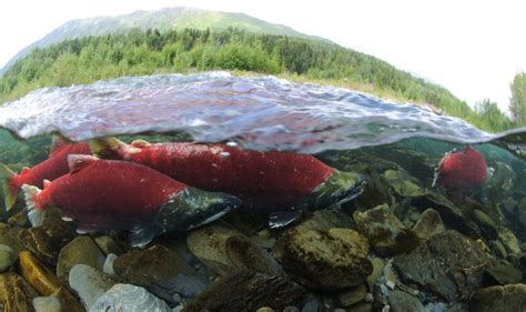 Historic run: Salmon strong at Russian River - Must Read Alaska