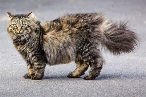 Maine Coon Cat Breeds Know Facts About Them | Pets Nurturing