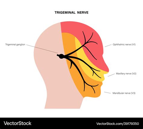 Trigeminal nerve diagram Royalty Free Vector Image