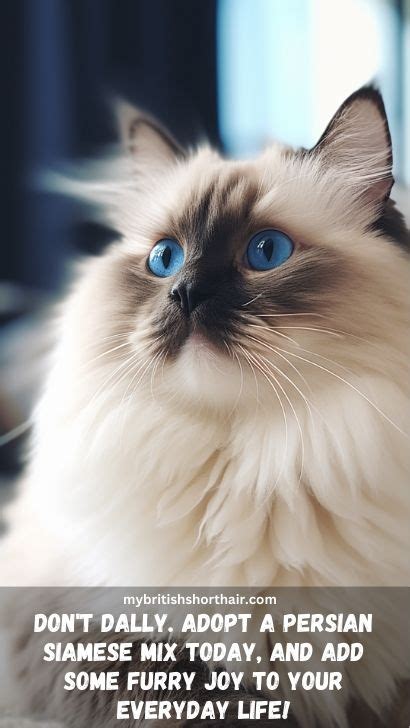 Siamese Persian Mix Cat - 15 Facts About Persian Siamese Mix Cat Breed (Himalayan Cat) - My ...