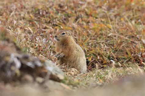 Arctic Ground Squirrel Facts for Kids - Education site