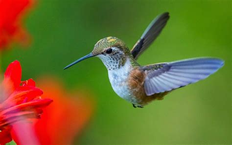 Hummingbird feeding their babies